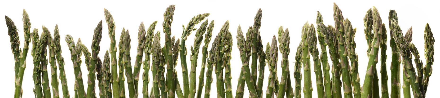 Asparagus_Panorama1-cropped-flat